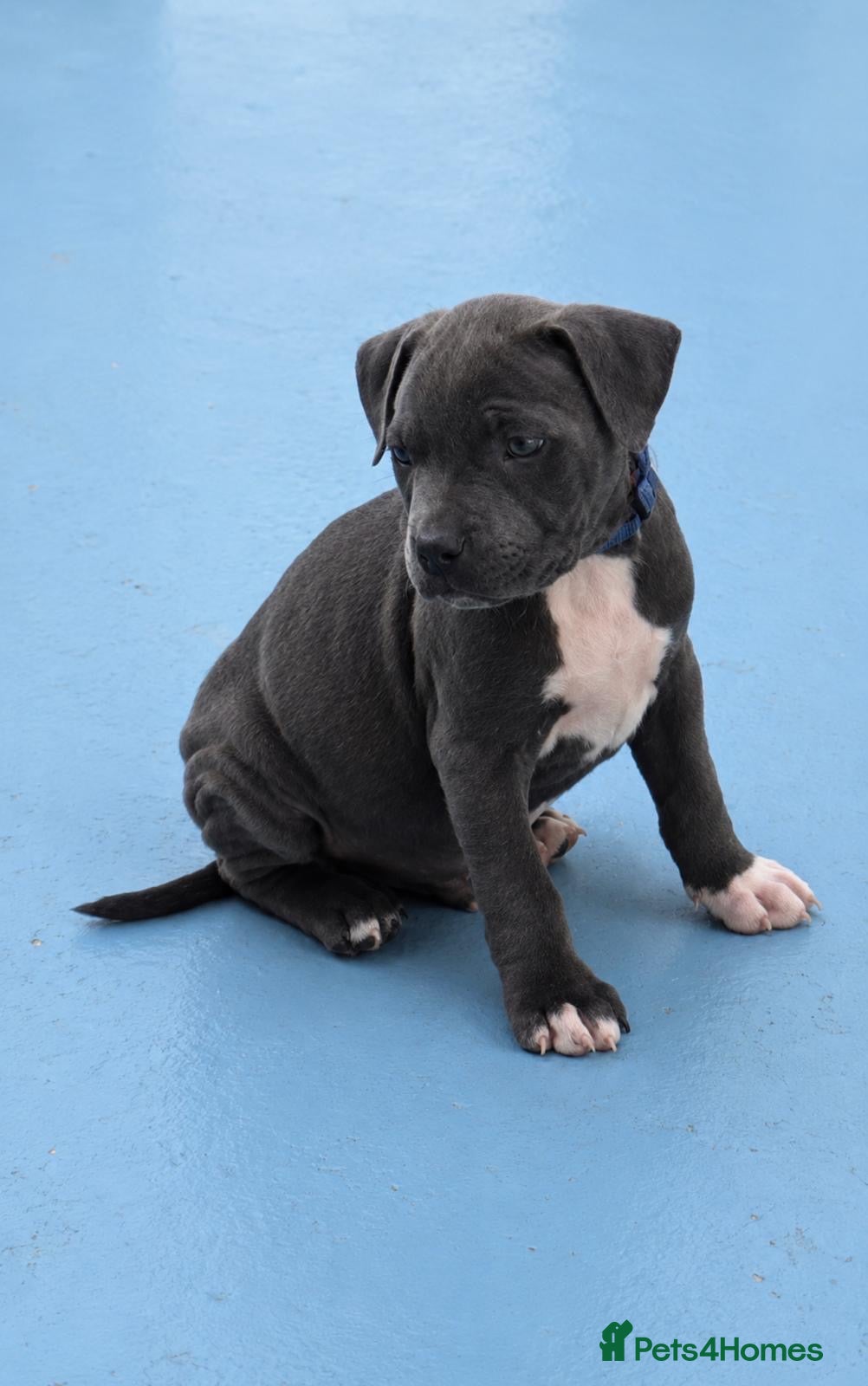 Staffordshire Bull Terrier dogs KC reg Blue staffordshire bull terrier puppies - Advert 10