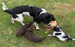 Cocker Spaniel dogs for sale: GORGEOUS WORKING COCKER PUPS - Image 26