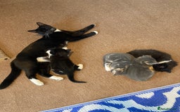 British Shorthair cats for sale: Beautiful British Shorthair Kitten Male  - Image 11