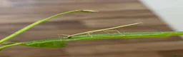 Stick Insects invertebrates for sale: 🍃 Indian Stick insects 🍃  - Advert 3