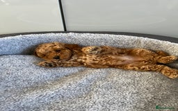 Cavapoo dogs for sale: Stunning F1bb Cavapoo puppies  - Image 11