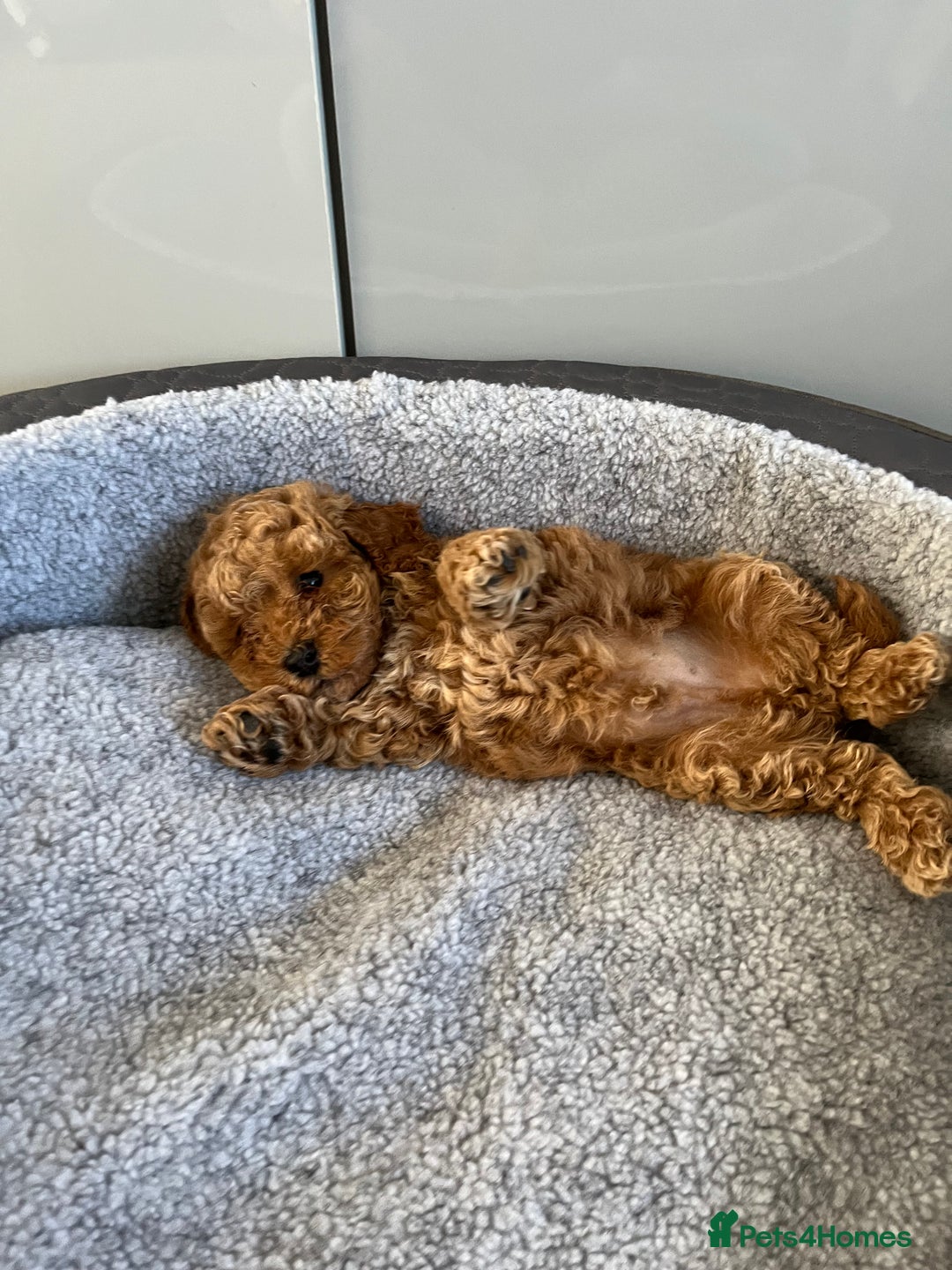 Cavapoo dogs for sale: Stunning F1bb Cavapoo puppies  - Image 11