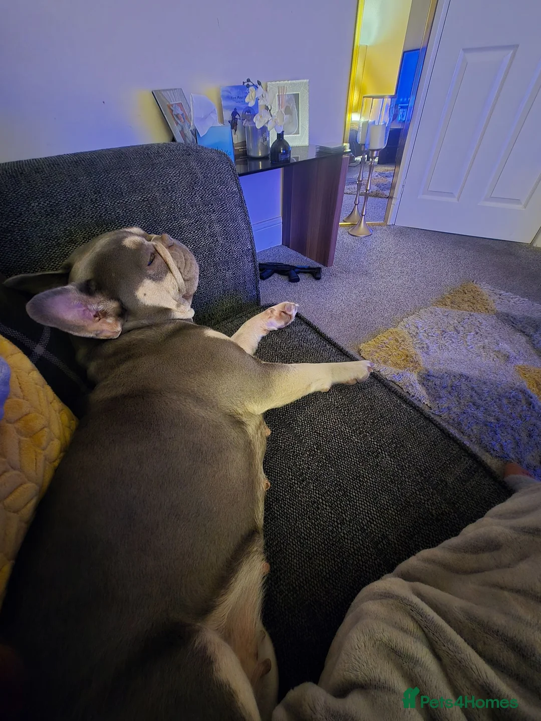 French Bulldog dogs for sale: Blue and tan French bulldog in Burnley - Advert 5