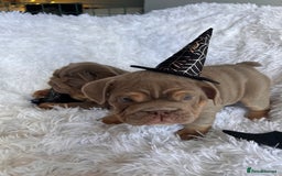 English Bulldog dogs for sale: Outstanding English bulldogs  - Image 10