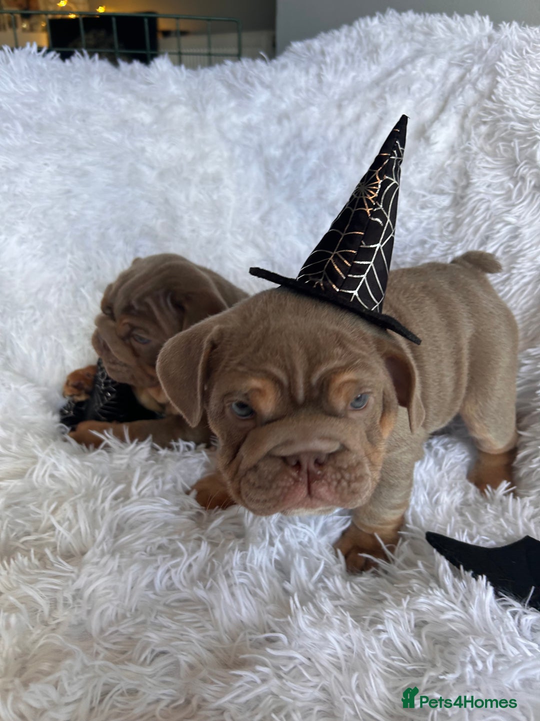 English Bulldog dogs for sale: Outstanding English bulldogs  - Image 10