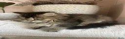 British Longhair cats for sale: British longhair cross kittens  - Advert 4