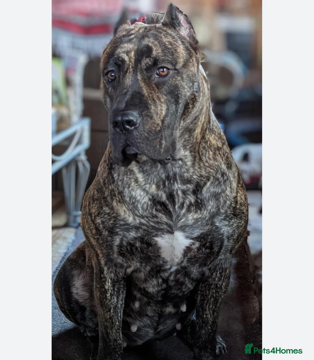 Mixed Breed dogs for sale: Presa Canario  - Advert 1