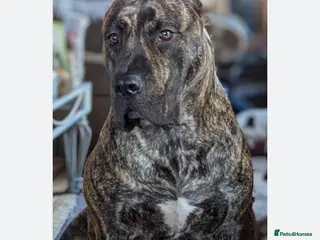 Mixed Breed dogs Presa Canario - Advert 2