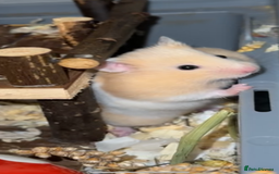 Hamster rodents for sale: Baby hamsters - Advert 17