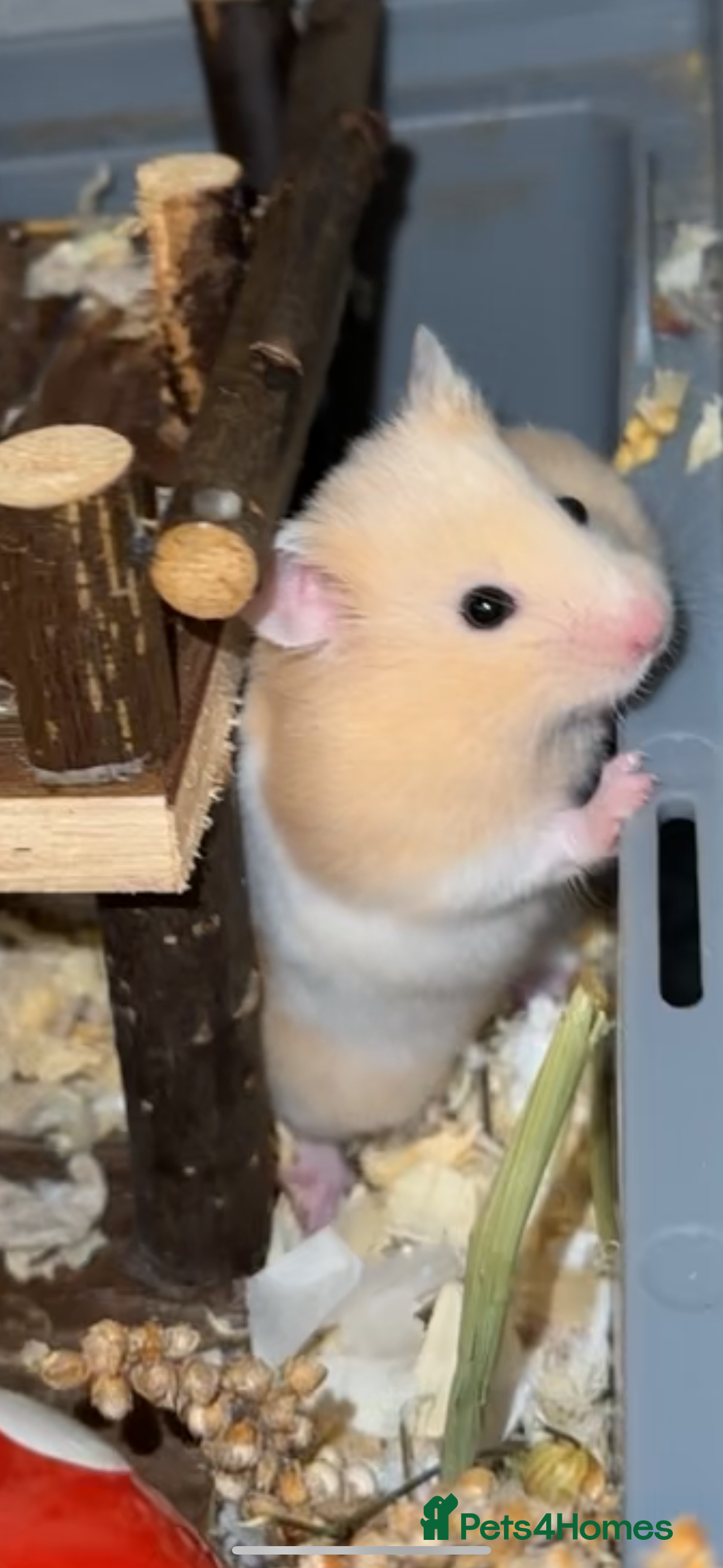 Hamster rodents for sale: Baby hamsters - Advert 17