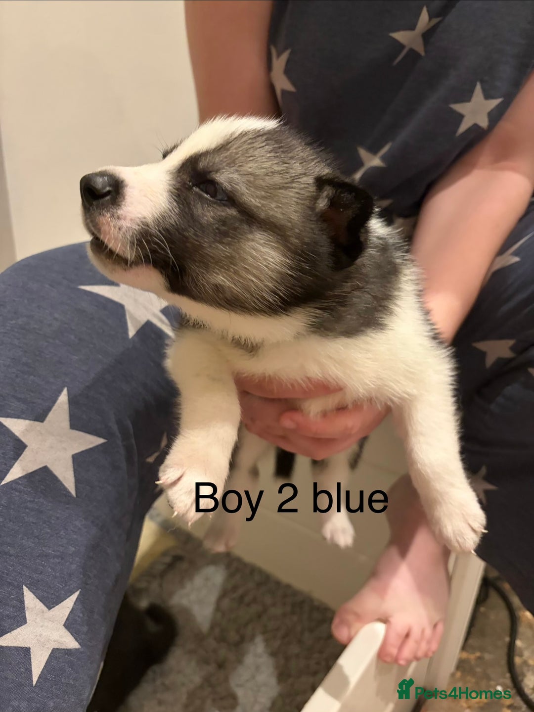 Siberian Husky dogs for sale: Siberian huskies for sale  - Advert 6