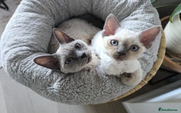 Devon Rex cats for sale: Blue Point Devon Rex Boy 💙 - Image 4