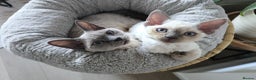 Devon Rex cats for sale: No longer available💙Blue Point Devon Rex Boy 💙 - Advert 4