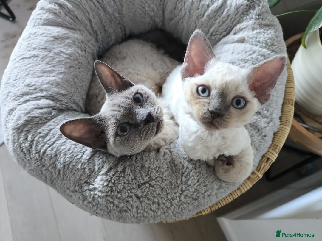 Devon Rex cats for sale: Blue Point Devon Rex Boy 💙 - Image 4