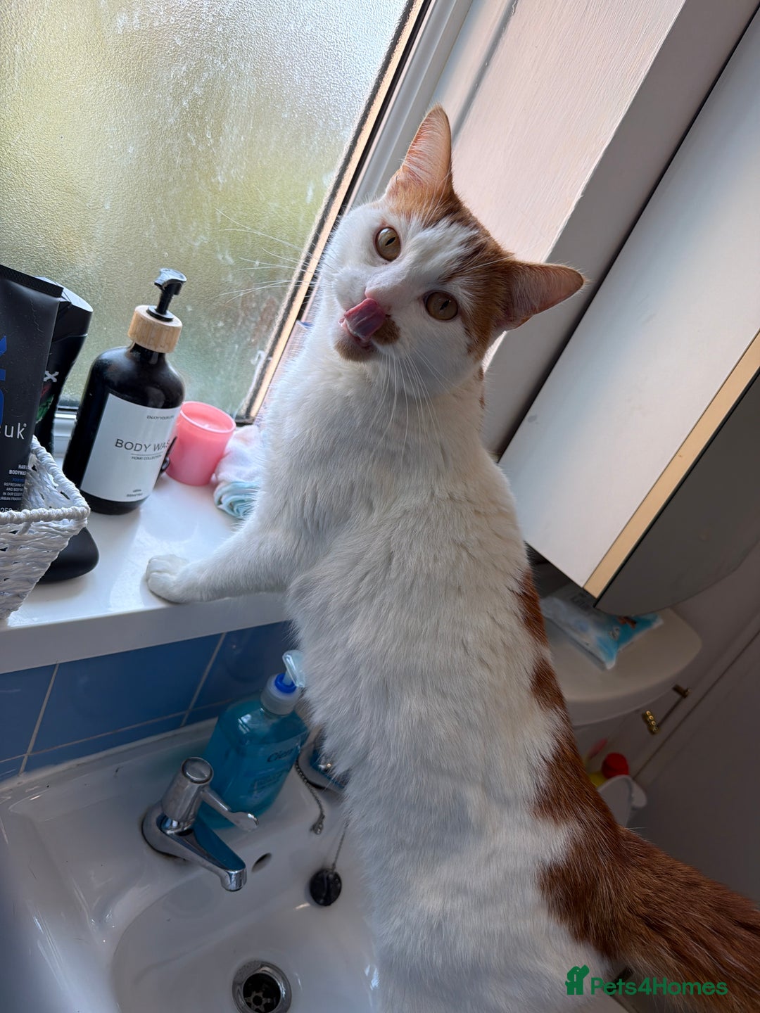 British Shorthair cats for sale: White and ginger cat  - Advert 3