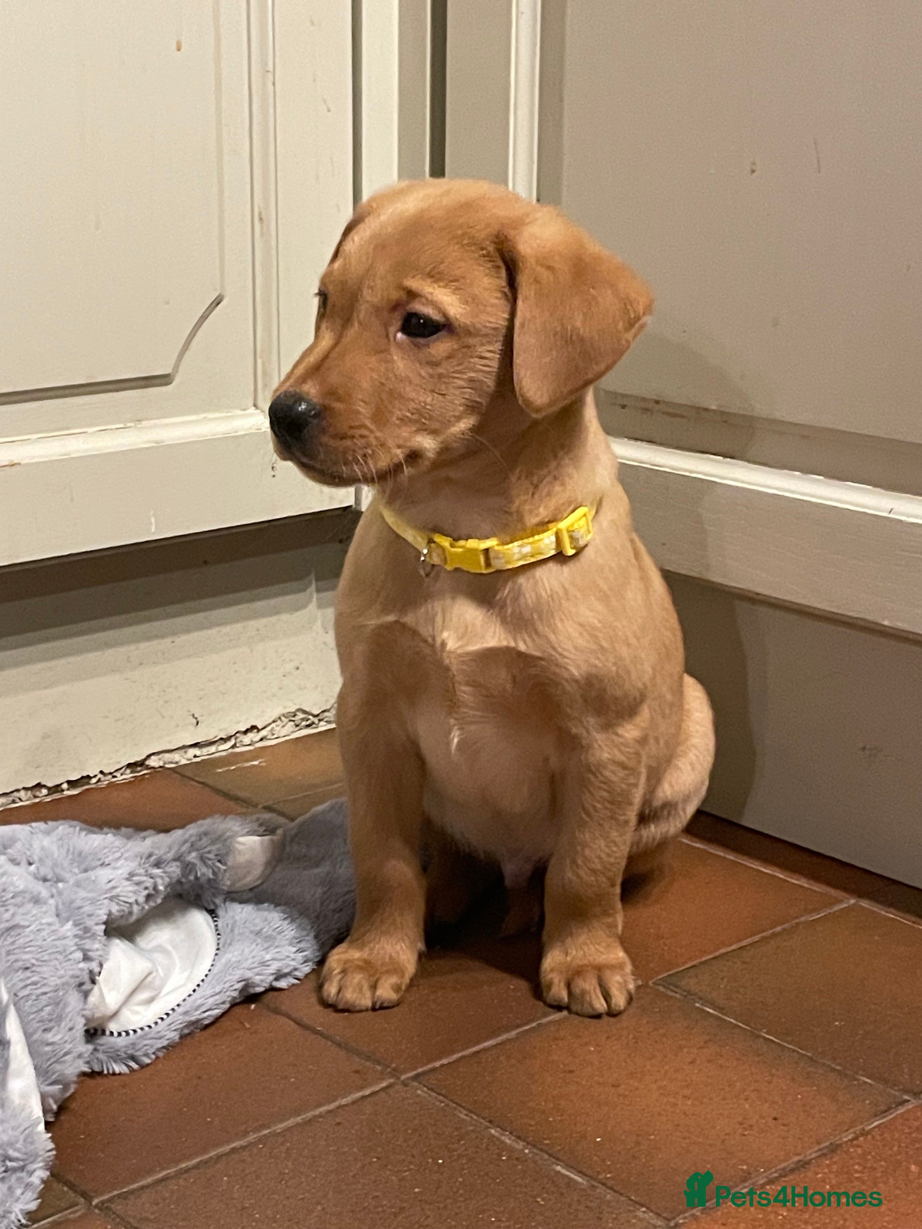 Labrador Retriever dogs Fox Red KC Reg Lab Pup - last little gem 💛 - Advert 1