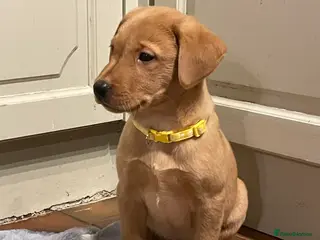 Labrador Retriever dogs Fox Red KC Reg Lab Pup - last little gem 💛 - Advert 1