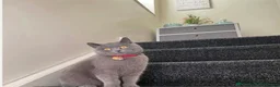 British Shorthair cats for sale: British shorthair kittens  - Advert 4