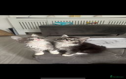 Maine Coon cats for sale: Two giant mainecoons left👀🏡 - Image 1