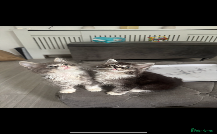 Maine Coon cats - Advert 3