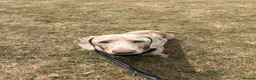 Miniature Dachshund dogs for sale: 2 miniature daschunds looking for loving homes in Port Talbot - Advert 2