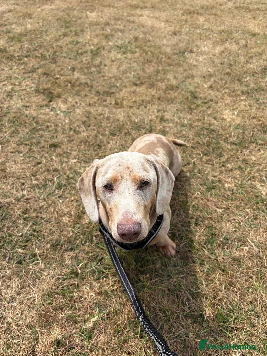 Miniature Dachshund dogs for sale: 2 miniature daschunds looking for loving homes in Port Talbot - Advert 2