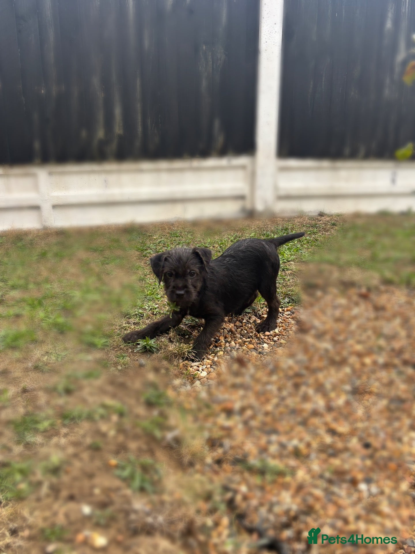 Patterdale Terrier dogs Patterdale terriers (3 BOYS LEFT) - Advert 1