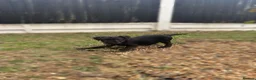 Patterdale Terrier dogs for sale: Patterdale terriers (1 BOY LEFT) - Advert 1