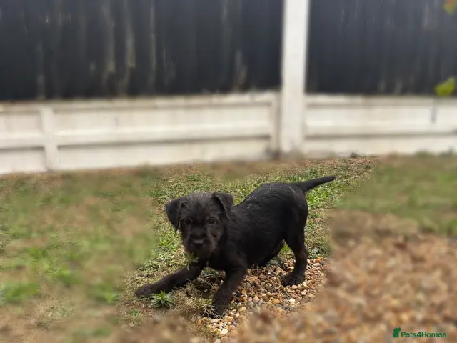 Patterdale Terrier dogs Patterdale terriers (1 BOY LEFT) - Advert 1