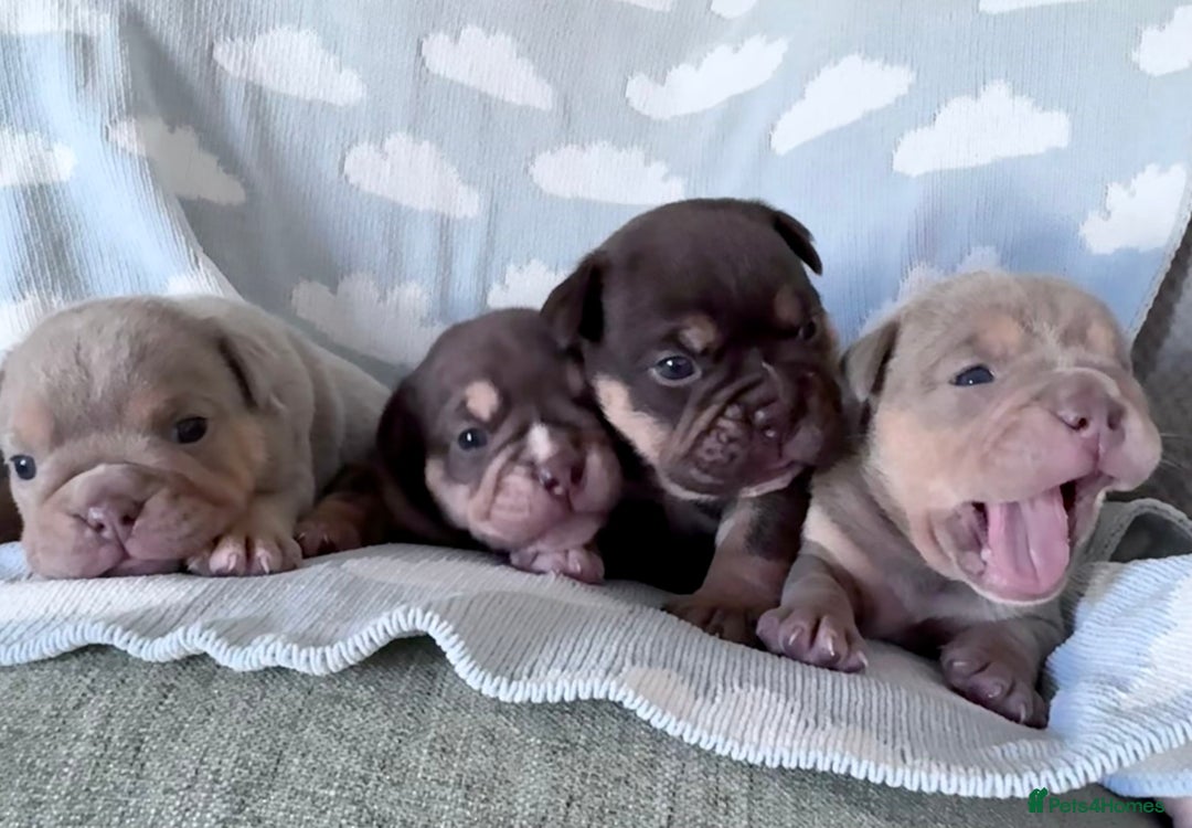 English Bulldog dogs for sale: Self Whelped Healthy English bulldog Babies❤️🤍 - Image 32