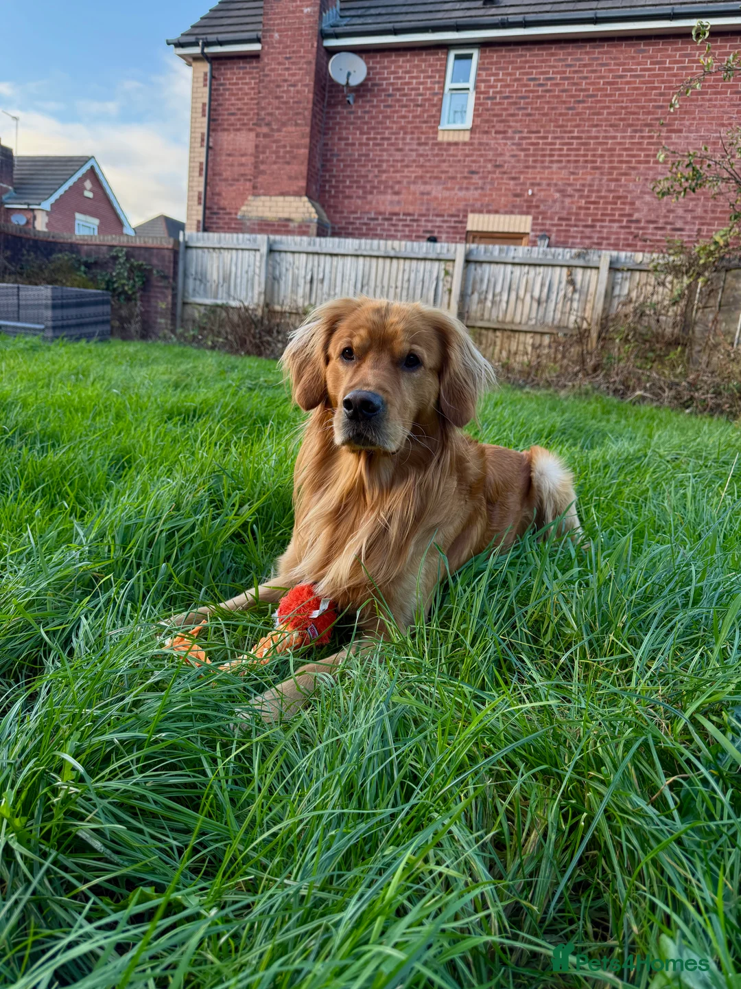 Golden Retriever dogs for stud: HANDSOME 3 YEAR OLD RED STUD - GOLDEN RETRIEVER  - Advert 1