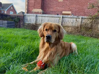 Golden Retriever dogs HANDSOME 3 YEAR OLD RED STUD - GOLDEN RETRIEVER - Advert 7