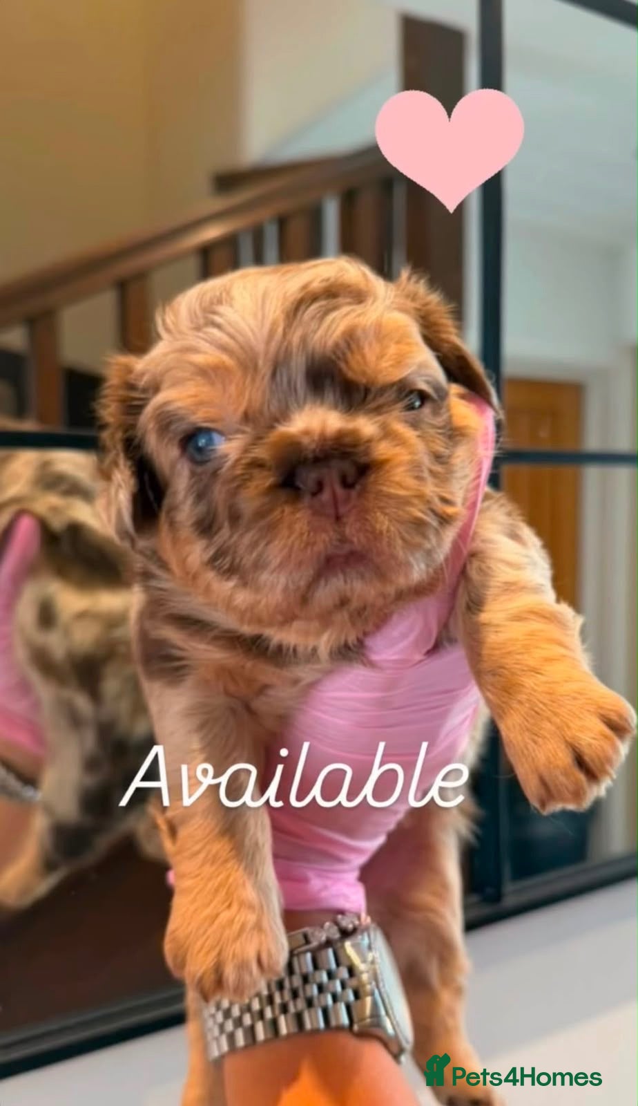 French Bulldog dogs French Bull Dogs  - Advert 16