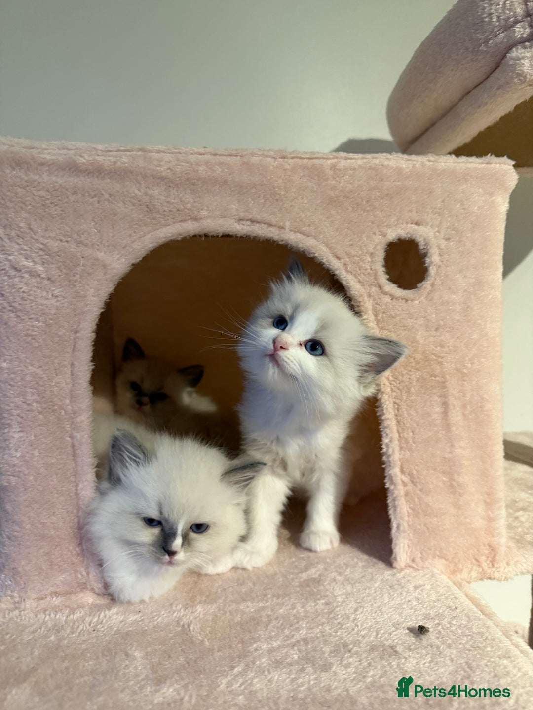 Ragdoll cats for sale: Purebred Ragdolls – Ready to Reserve Now 🍼 - Advert 34