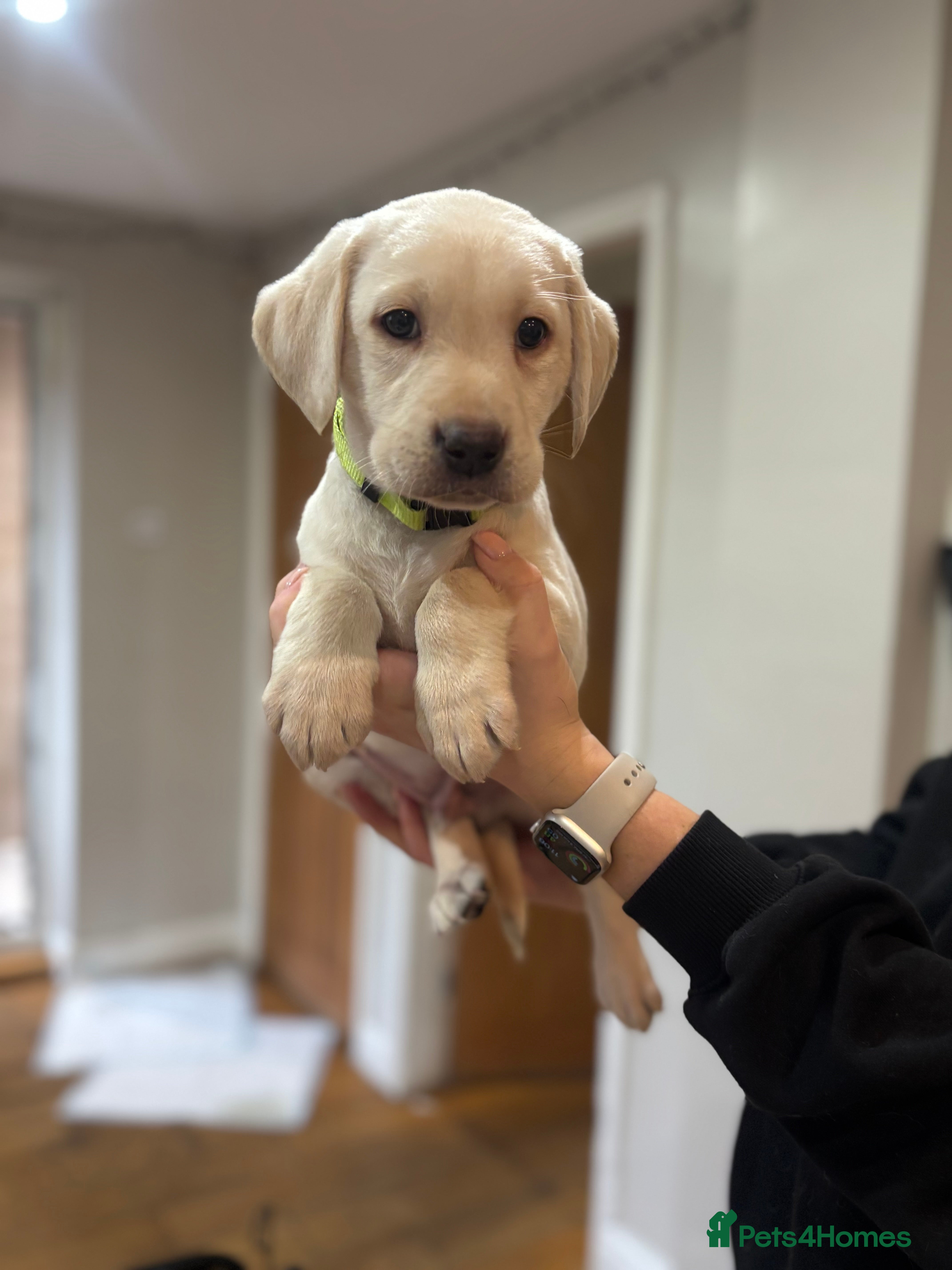 Labrador Retriever dogs 1  golden male Labrador puppies for sale  - Advert 4