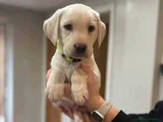 Labrador Retriever dogs 1 golden male Labrador puppies for sale - Advert 14