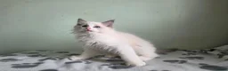 Ragdoll cats for sale: GCCF-registered Ragdoll kittens - Advert 19
