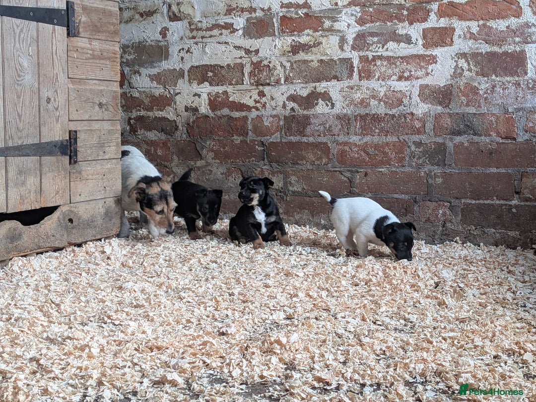 Jack Russell dogs for sale: Jack Russel Puppies for sale - Advert 7