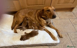 Labrador Retriever dogs for sale: KC Registered Fox Red Labrador puppies - Image 5