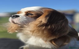 Cavalier King Charles Spaniel dogs for stud: Health Tested Stud Dog in Chesterfield - Image 5