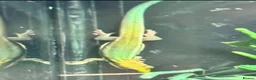 Lizard reptiles for sale: Available Rescues Looking for Their Forever Homes - Advert 11