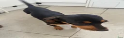 Dachshund dogs for sale: 10 month old female dachshund  in Cobham - Advert 2
