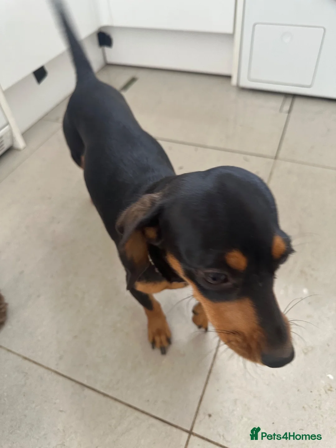 Dachshund dogs for sale: 10 month old female dachshund  in Cobham - Advert 2