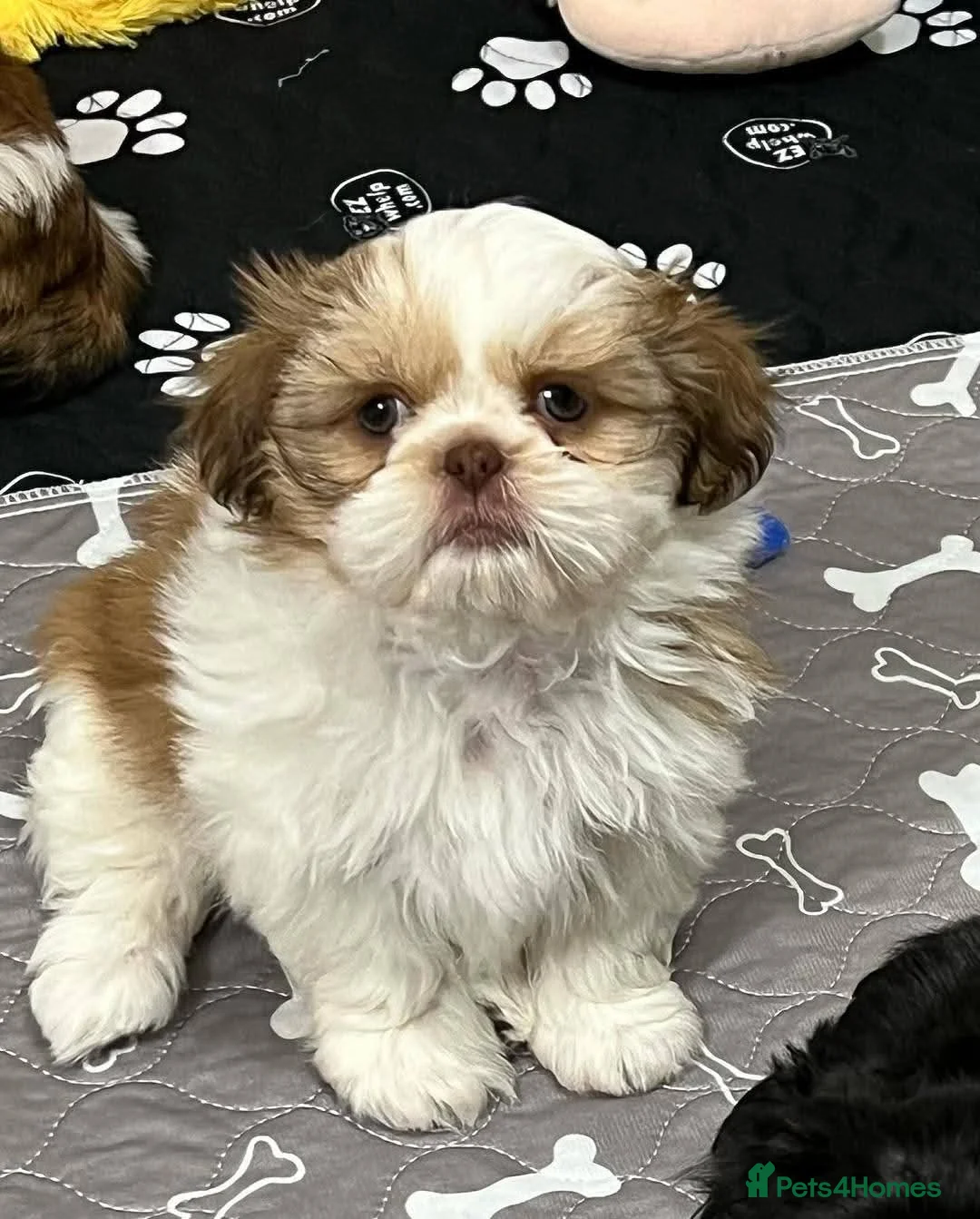 Shih Tzu dogs for sale: Shih tzu - Advert 1