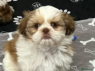 Shih Tzu dogs Shih tzu - Advert 3