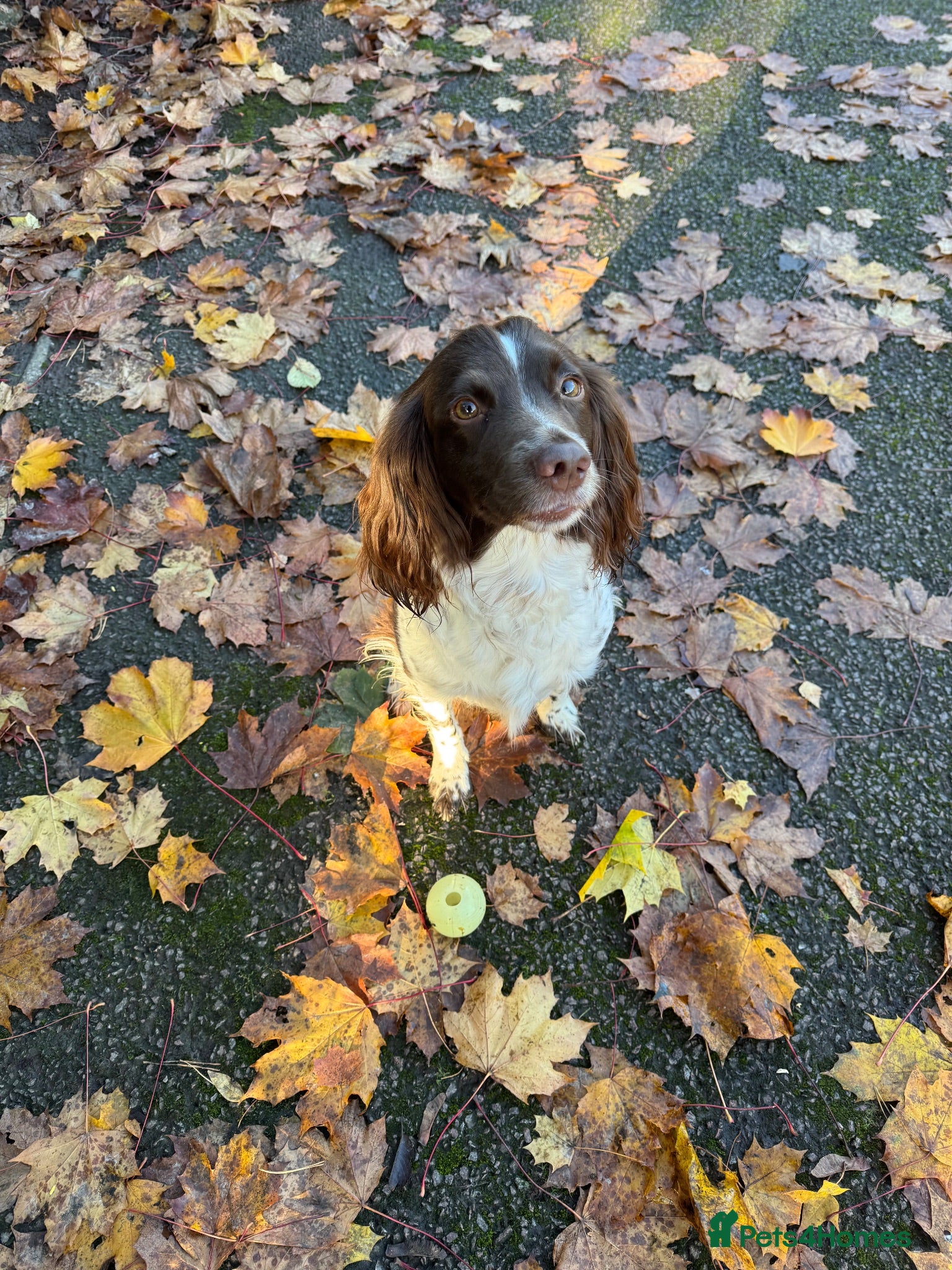 English Springer Spaniel dogs Springer spaniel puppies due soon  - Advert 3