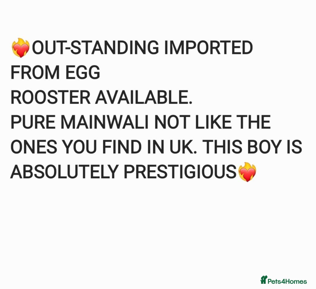 Chickens poultry ❤️‍🔥100% PURE IMPORTED❤️‍🔥 - Advert 2