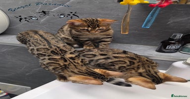 Bengal cats - Advert 1