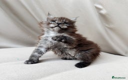 Maine Coon cats for sale: Maine coon boy - Image 4