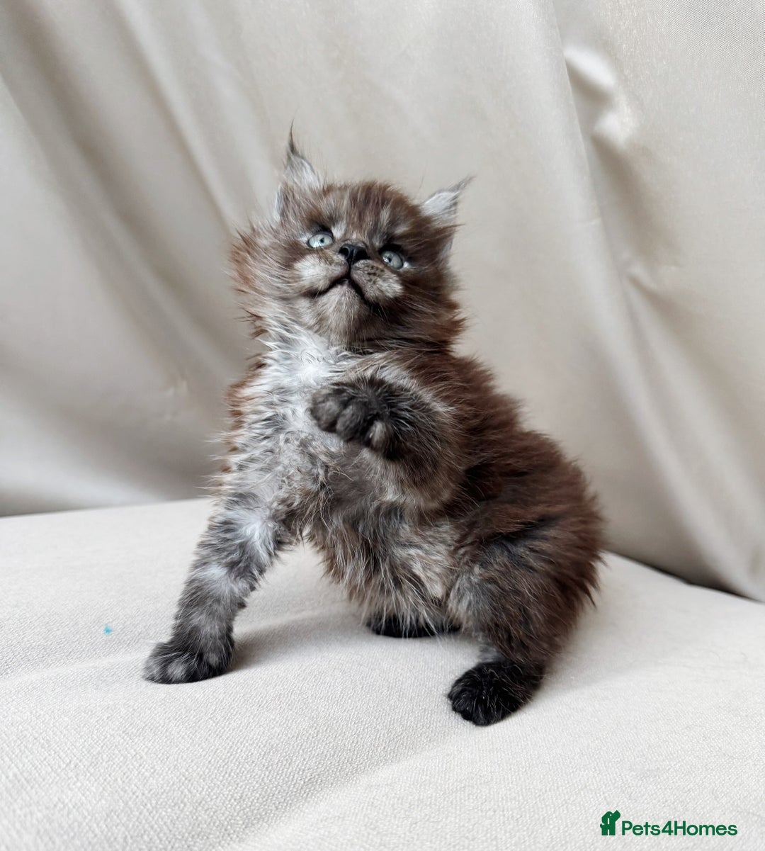 Maine Coon cats for sale: Maine coon boy - Image 4